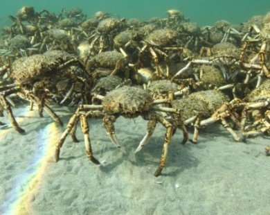 Cận cảnh đàn cua nhện khổng lồ đổ bộ tấn công vùng biển
