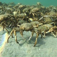 Cận cảnh đàn cua nhện khổng lồ đổ bộ tấn công vùng biển