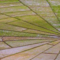 Vẻ đẹp độc đáo của cánh đồng hình lưới nhện ở Indonesia