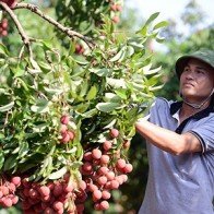 Lần đầu chiếu xạ vải thiều xuất khẩu đi Úc ngay tại Hà Nội