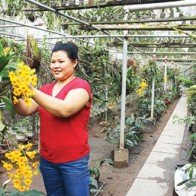 Nữ nông dân thăng hoa với lan rừng, thu vài tỷ đồng mỗi năm