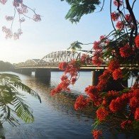 Rực rỡ sắc phượng hồng bên dòng Hương Giang