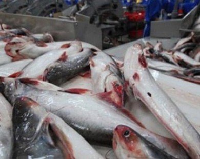 Cẩn trọng khi thương lái Trung Quốc mua cá tra “quá lứa”