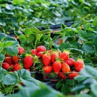 Ghé thăm những miệt vườn "đến là mê"