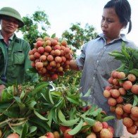 Nông nghiệp Việt Nam tăng trưởng âm