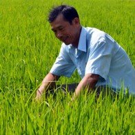 Trồng lúa theo hợp đồng, lão nông thu nửa tỷ mỗi năm