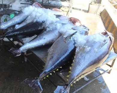Khánh Hòa: Loay hoay “nâng tầm” cho cá ngừ đại dương