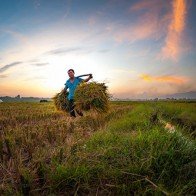 Những cánh đồng lúa Bắc Bộ rộn ràng mùa gặt