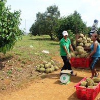 Trồng sầu riêng thu tiền tỷ, cơn sốt lan nhanh ở Đắk Nông