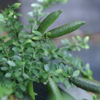 Mất tiền vì trồng cây trái lạ ở Sài Gòn