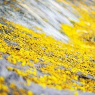 Điệp vàng trải thảm đẹp mắt giữa Thủ đô