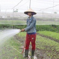 Cử nhân trồng rau sạch kiếm 20 triệu một tháng