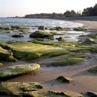 Ngỡ ngàng với bãi đá "biến đổi màu" ở biển Cổ Thạch