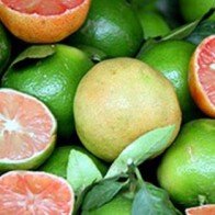 ‘Thần dược’ chữa bách bệnh từ hạt chanh ít ai biết