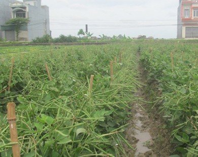 Trồng đậu đỗ cho thu nhập cao gấp 2 lần trồng lúa
