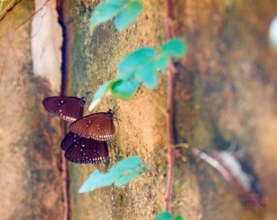 Bươm bướm xinh đẹp bên rừng Mã Đà mùa mưa