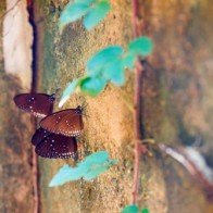 Bươm bướm xinh đẹp bên rừng Mã Đà mùa mưa