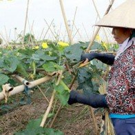 Thu 30 triệu đồng/sào dễ dàng nhờ trồng rau an toàn