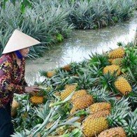 ĐBSCL: Giá dứa tăng cao, nông dân thu lãi lớn