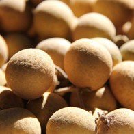 Nhãn Idor – Quả ngọt được ưa chuộng trên thị trường