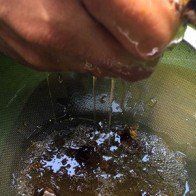 Hơn nửa chỉ vàng chưa chắc mua được một lít mật ong rú