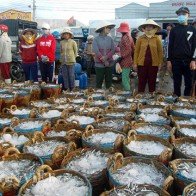 Cá xuất hiện mật độ dày: Ngư dân phấn khởi trúng mùa, được giá