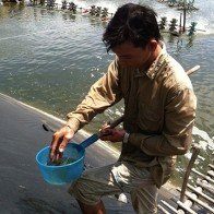 Vụ làm giả 808 chứng nhận thủy sản: Tổng cục Thủy sản lên tiếng