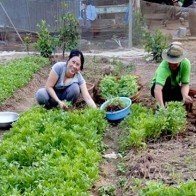 Nở rộ phong trào bán rau qua mạng của mẹ “bỉm sữa”