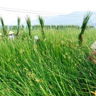 Vẻ đẹp thanh bình như cõi mơ ở làng chiếu cói Bình Định