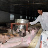 “Nở rộ” những cánh đồng tiền tỷ ở Thủ đô