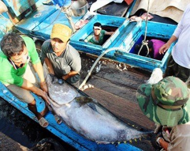 Cá ngừ đại dương khó “bơi” sang Nhật