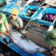 Cá ngừ đại dương khó “bơi” sang Nhật