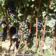 Bí kíp làm giàn nho tím kiếm bạc triệu