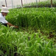 Trồng rau muống lấy hạt - lợi nhuận cao hơn nhiều trồng lúa