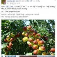 Dân Hà Nội tiêu thụ mạnh táo tàu tươi Trung Quốc