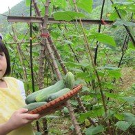 Một ngày làm nông dân siêu sướng ở trang trại ngoại ô