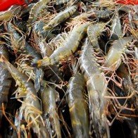 Xuất khẩu thủy sản sang Úc, rất cần gỡ bỏ rào cản kiểm dịch