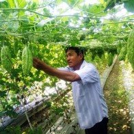 Tìm giải pháp mở rộng vùng rau VietGAP