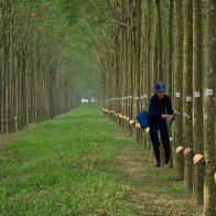 Lợi nhuận ngành cao su chủ yếu đến từ… gỗ