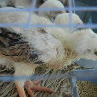 Những lưu ý để nhận diện gà giống Đông Tảo chuẩn