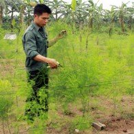 Trồng măng tây ở bãi sông, thu “tiền tươi” mỗi ngày