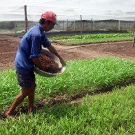 Đem rau muống sạch đến tận bếp ăn