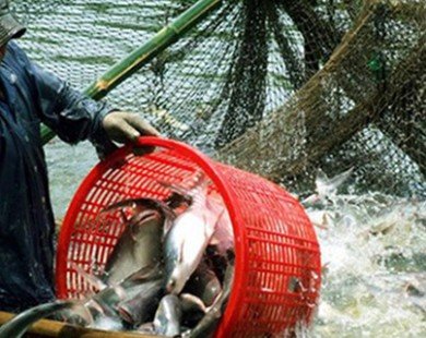 Loạn thị trường cá tra miền Tây do có “bàn tay” thương lái TQ