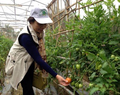 Hà Nội - Hà Nam hợp tác sản xuất tiêu thụ nông sản an toàn