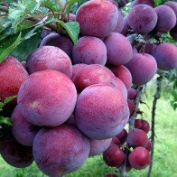 Những món đặc sản mang đậm nét dân tộc ở Yên Bái