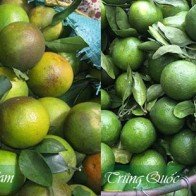 Phân biệt cam Việt Nam với cam Trung Quốc bằng cách cực đơn giản