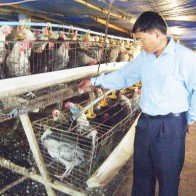 Nghịch lý nông dân khó vay, ngân hàng “ế” vốn