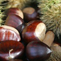 Hạt dẻ Trùng Khánh - thứ quả quý của Cao Bằng