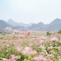 Tháng 10 này rủ nhau đi trốn, ngắm hoa tam giác mạch