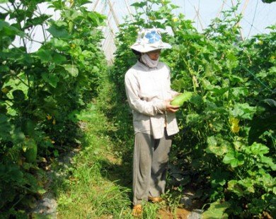 Trồng rau quả sạch, nhà nông Đại An thu tới 200 triệu đồng/ha
